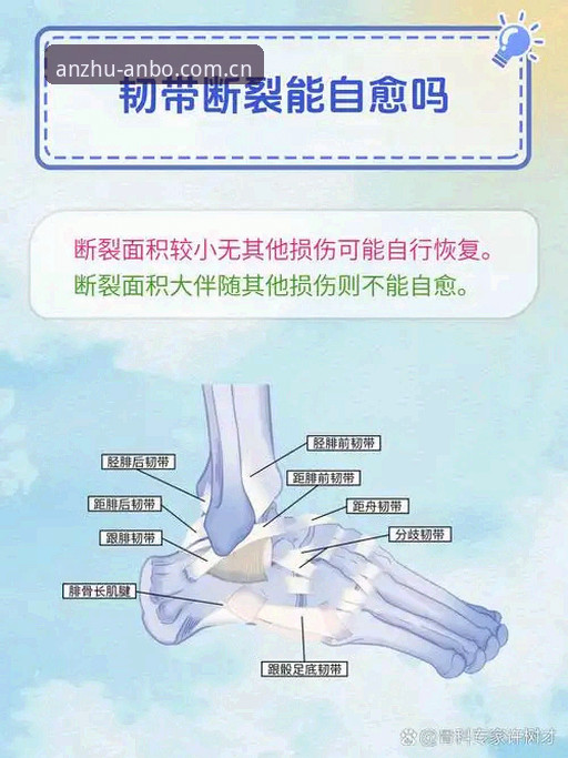 世界杯梦碎vs康复周期：施洛特贝克韧带撕裂与备用方案的权衡取舍
